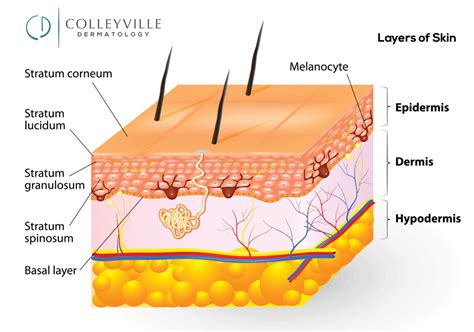 Skin dermatology - You have three main layers of skin—the epidermis , dermis, and hypodermis (subcutaneous tissue). Within these layers are additional layers. If you count the layers within the layers, the skin has eight or even 10 layers. Skin is the largest organ in the body and is quite complex. Its primary function is to act as a barrier against disease ...